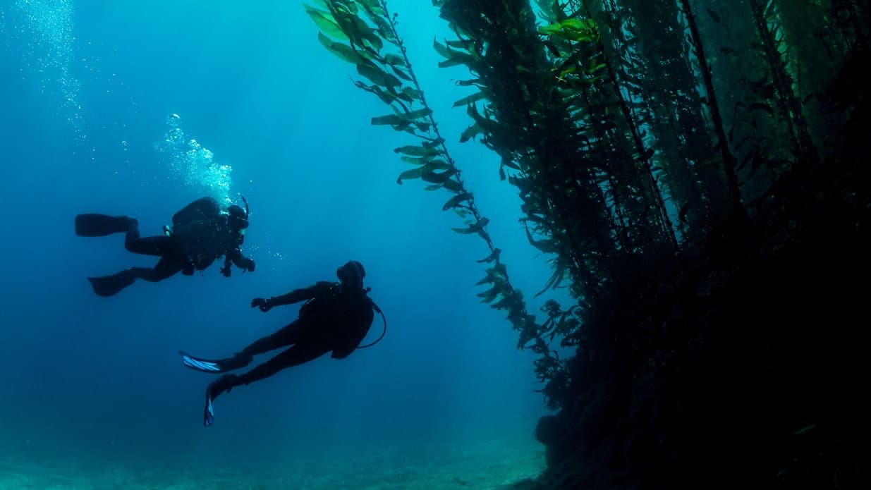 Due subacquei tra le alghe di una foresta di kelp