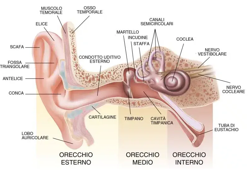 Disegno dell'anatomia dell'orecchio esterno, medio e interno, con timpano e tuba di Eustachio