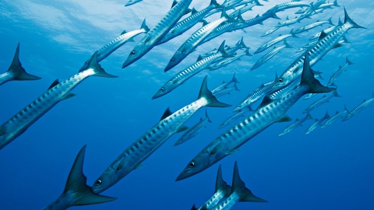 Un banco di barracuda nel blu