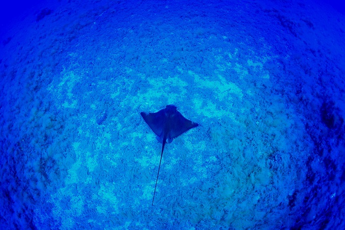 Un'aquila di mare nuota sopra il fondale, vista dall'alto